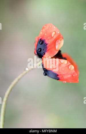 Nahaufnahme Foto von poppy flower mit Regentropfen Stockfoto