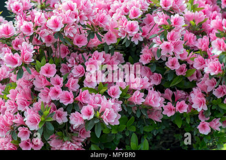 Leuchtende Blütensträhne aus rosa Azaleen in voller Blüte, umgeben von üppig grünen Blättern, die die Schönheit der Frühlingsblüten in einem natürlichen Garten zeigen Stockfoto