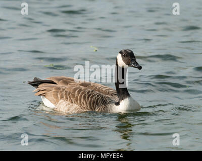 Kanadagans (Branta canadensis) Schwimmen auf einem Fluss im Frühjahr, Donau Wien Österreich Stockfoto