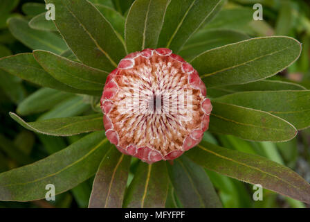 Die große Blüte von Protea eximia 'Pink Ice' zu öffnen. Stockfoto