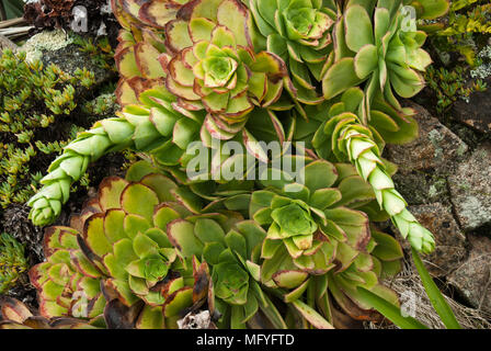 Grün, houseleeks aeoniums, wächst an einer Wand in den Scilly Inseln mit langen fortsätze über zu blühen. Stockfoto