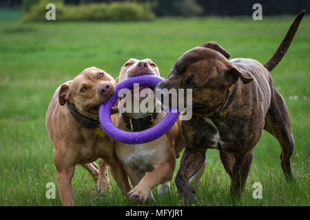 Die Pit Bulldogs spielen Stockfoto