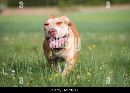 Junge Arbeiten Pit Bulldog Stockfoto