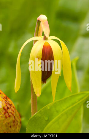 (Darlingtonia Kannenpflanze) Bloom, Darlingtonia staatlichen Botanischen Wayside, Oregon Stockfoto