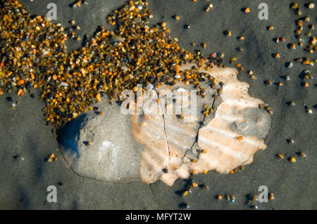 In gezeitentümpel Felsen Fossil, Fogarty Creek State Park, Illinois Stockfoto