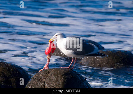 Möwe Essen Fischkiemen, Fogarty Creek State Park, Oregon Stockfoto