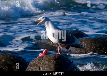 Möwe Essen Fischkiemen, Fogarty Creek State Park, Oregon Stockfoto