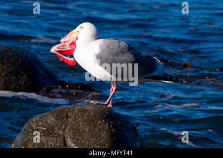 Möwe Essen Fischkiemen, Fogarty Creek State Park, Oregon Stockfoto