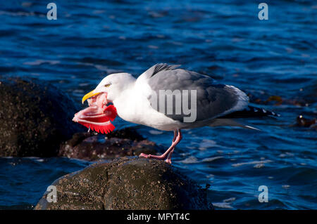 Möwe Essen Fischkiemen, Fogarty Creek State Park, Oregon Stockfoto