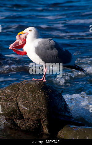 Möwe Essen Fischkiemen, Fogarty Creek State Park, Oregon Stockfoto