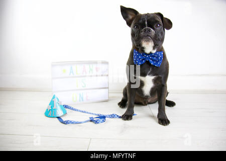 Französische Bulldogge feiert Geburtstag mit Hund Kuchen zerschlagen. Drehen Ein tragen party Hut und Fliege mit Lightbox und Hund Geburtstagskuchen. Ein Ohr. Stockfoto