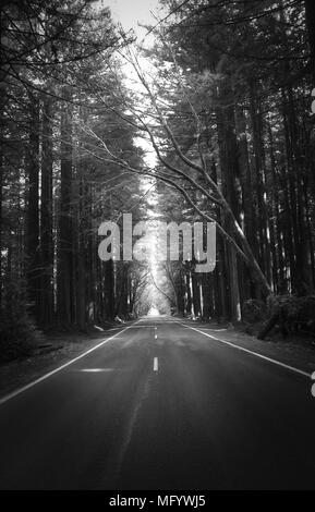 Straße der Riesen in Kalifornien Eingang Stockfoto