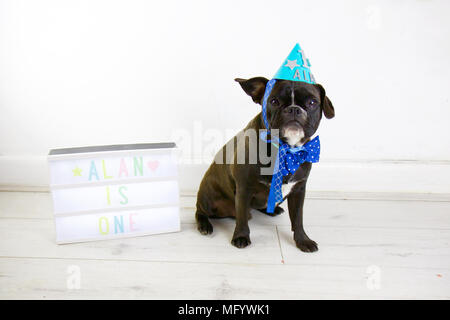 Französische Bulldogge feiert Geburtstag mit Hund Kuchen zerschlagen. Drehen Ein tragen party Hut und Fliege mit Lightbox und Hund Geburtstagskuchen. Ein Ohr. Stockfoto