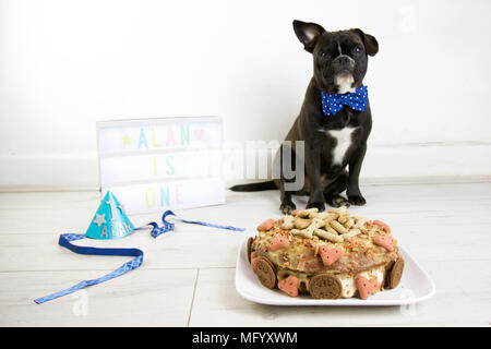 Französische Bulldogge feiert Geburtstag mit Hund Kuchen zerschlagen. Drehen Ein tragen party Hut und Fliege mit Lightbox und Hund Geburtstagskuchen. Ein Ohr. Stockfoto