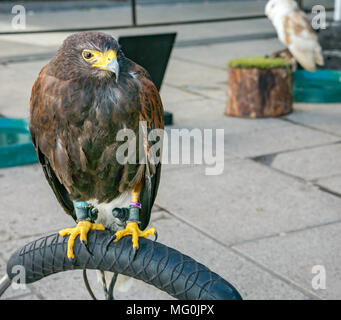 Raubvögel Alba Falknerei Bird Sanctuary ausgeht, Newkirkgate, Leith, Edinburgh, Schottland, Großbritannien. Nahaufnahme von der unverlierbaren Harris Hawk, Parabuteo unicinctus Stockfoto