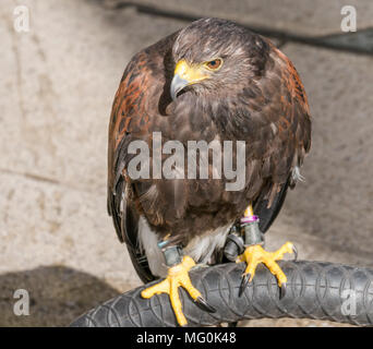 Nahaufnahme des gefangenen Harris-Raubvogels Parabuteo unicinctus Stockfoto