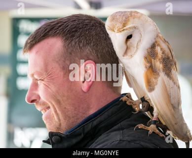 Greifvogel Alba Falconry Stall, Schottland, Vereinigtes Königreich. Captive gemeine Scheune Eule, Tyto alba, auf der Schulter des Menschen thront Stockfoto