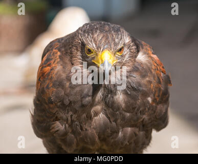 Nahaufnahme des gefangenen Harris-Raubvogels Parabuteo unicinctus Stockfoto