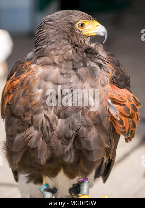 Nahaufnahme des gefangenen Harris-Raubvogels Parabuteo unicinctus Stockfoto