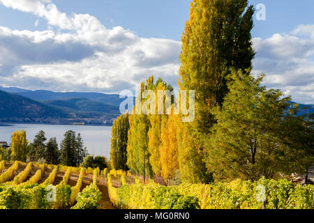 Okanagan Valley Weinberg, Weingut und organischen Farm auf dem naramata Sitzbank mit Blick auf den Okanagan See in Penticton, British Columbia, Kanada. Stockfoto