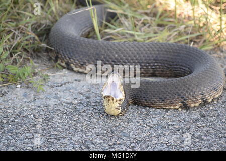 Cottonmouth Stockfoto
