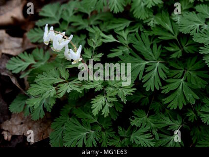 Ungewöhnliche weißen Blumen der Dutchman's Hosen in einem Wald. Stockfoto