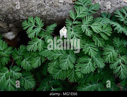 Helle, weiße Blüten von Eichhörnchen Mais mit stark zergliederte grüne Blätter im Frühjahr Wald. Stockfoto