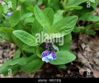 Blaue Blumen und violetten Blüten von Virginia bluebells in einem Wald. Stockfoto