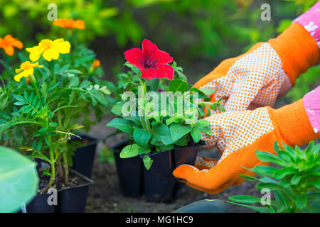Gartenbau, Pflanzen, Blumen, Frau mit Blume Pflanzen, Pflanzen im Garten, die Hände der Frau in Gartenhandschuhe Stockfoto