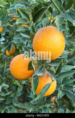 Reifen Cutter nucellar Valencia Orangen am Baum 'Citrus sinensis", zeigt Fungizid/Pestizide sprühen. Stockfoto