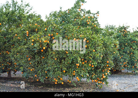 Reifen Cutter nucellar Valencia Orangen am Baum 'Citrus sinensis". Stockfoto