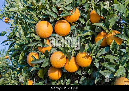 Reifen Cutter nucellar Valencia Orangen auf Ästen, 'Citrus sinensis". Stockfoto