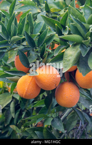 Reifen Cutter nucellar Valencia Orangen auf Zweig 'Citrus sinensis" behandelt. Stockfoto
