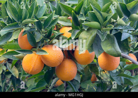 Reifen Cutter nucellar Valencia Orangen auf Zweig 'Citrus sinensis". Stockfoto