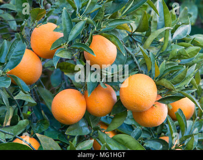 Reifen Cutter nucellar Valencia Orangen am Baum 'Citrus sinensis". Stockfoto