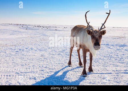 Rentier im Winter tundra Stockfoto