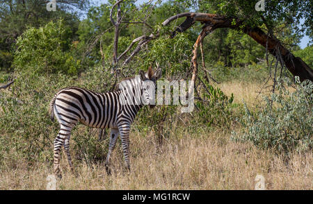 Burchell's Zebra Fohlen im afrikanischen Busch Bild mit Kopie Raum im Querformat isoliert Stockfoto