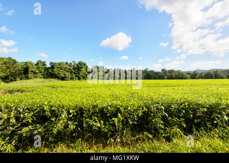 Daintree Kaffee Co Tee Plantage im Daintree National Park, Far North Queensland, FNQ, QLD, Australien Stockfoto