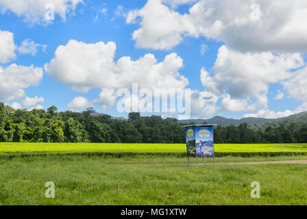 Daintree Kaffee Co Tee Plantage im Daintree National Park, Far North Queensland, FNQ, QLD, Australien Stockfoto