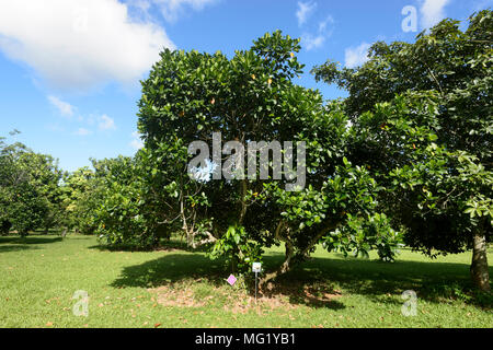 Jackfruit Baum zum Daintree Eis Co & tropischen Obstgarten im Daintree National Park, Far North Queensland, FNQ, QLD, Australien wachsenden Stockfoto