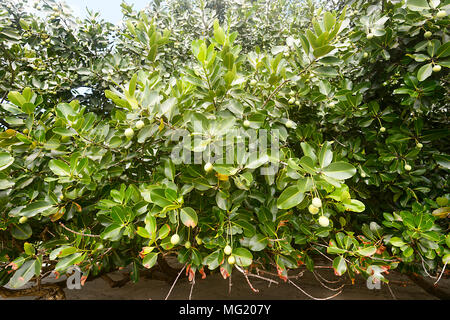 Calophyllum inophyllum Baum am Cape Tribulation, Daintree National Park, Far North Queensland, FNQ, QLD, Australien wachsenden Stockfoto