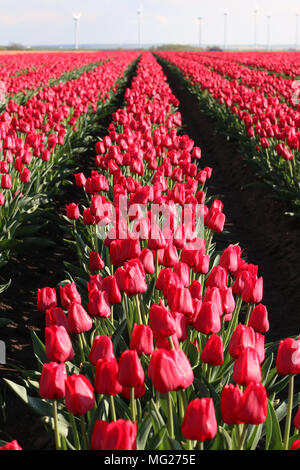 Schwanenberg, Deutschland - 27 April, 2018: Blick auf Ein Tulpenfeld. Die roten Tulpen stehen bis zum Horizont. Stockfoto