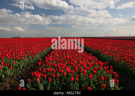 Tulpenfeld im Frühjahr. Stockfoto