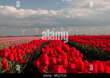 Schwanenberg, Deutschland - 27. April 2018: Rote Tulpe Feld mit Windkraftanlagen am Horizont. Stockfoto