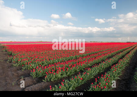 Schwanenberg, Deutschland - 27. April 2018: Rote Tulpe Feld mit Windkraftanlagen am Horizont. Stockfoto