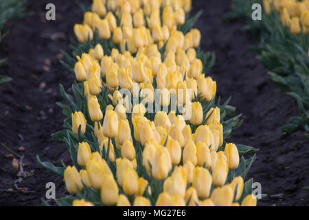 Schwaneberg, Deutschland - 27 April, 2018: Am Rande des Dorfes Schwaneberg in Sachsen-Anhalt, Deutschland, die Tupenfelder der Familie busine stand Stockfoto