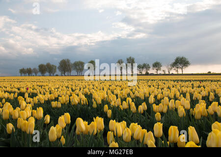 Schwanenberg, Deutschland - 27. April 2018: gelbe Tulpen in einer dramatischen Himmel. Am Rande des tulpenfeld sind alte Obstbäume. Stockfoto