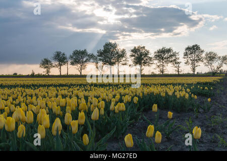 Schwanenberg, Deutschland - 27. April 2018: gelbe Tulpen in einer dramatischen Himmel. Am Rande des tulpenfeld sind alte Obstbäume. Stockfoto