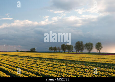 Schwanenberg, Deutschland - 27. April 2018: gelbe Tulpen in einer dramatischen Himmel. Am Rande des tulpenfeld sind alte Obstbäume. Stockfoto