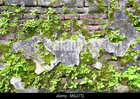 Moose und grünen Pflanzen wachsen auf alte Mauer. Stockfoto